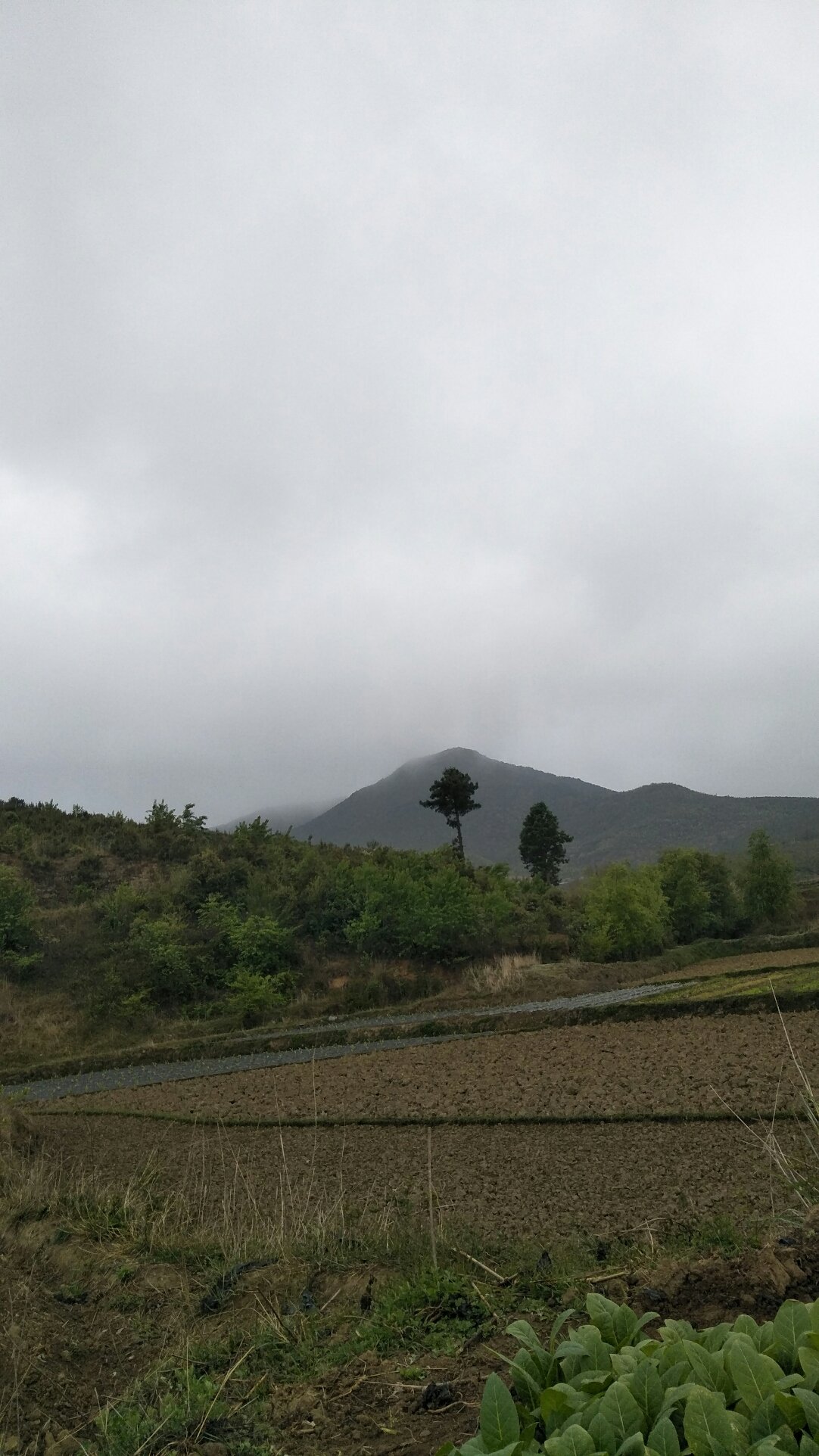 花影幽夢詩
